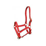 Kantar źrebięcy York Tobi