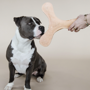 Zabawka dla psa Kentucky Dogwear Pastel Boomerang