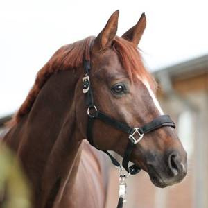 Kantar Kavalkade Classic Simple