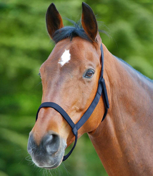 Kantar padokowy Waldhausen Grazing