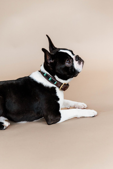 Obroża dla psa Kentucky Dogwear Pearls