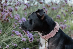 Obroża dla psa Kentucky Dogwear Teddy
