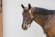 Kantar bezpieczny Kentucky Horsewear Breakaway