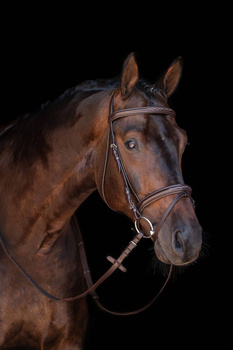 Ogłowie z nachrapnikiem kombinowanym  HKM Jana