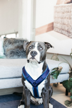 Szelki dla psa Kentucky Dogwear Active Velvet