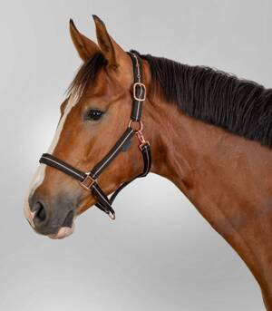 Kantar Waldhausen Rose