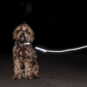 Smycz dla psa Kentucky Dogwear Reflective - 200 cm