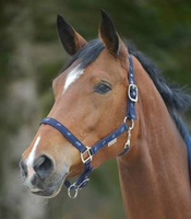 Kantar Waldhausen Little Horse