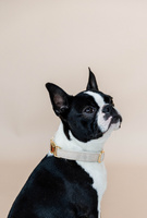 Obroża dla psa Kentucky Dogwear Wool