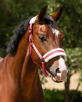 Kantar z futerkiem QHP Cali