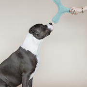 Zabawka dla psa Kentucky Dogwear Pastel Boomerang