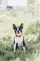 Kokarda do obroży dla psa Kentucky Dogwear Velvet