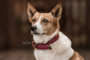 Obroża dla psa Kentucky Dogwear Plaited Nylon