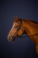 Ogłowie z nachrapnikiem hanowerskim Dy'on New English Collection NEAAAE