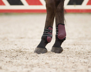 Ochraniacze tylne QHP Champion