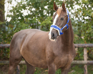 Kawecan nylonowy z futrem QHP