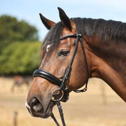 Ogłowie z nachrapnikiem szwedzkim Kavalkade Ayana