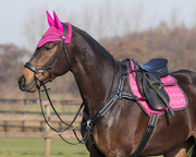 Czaprak wszechstronny QHP Eldorado