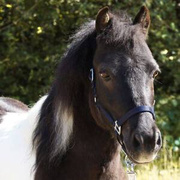 Kantar Kavalkade Shetty