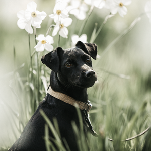 Obroża dla psa Kentucky Dogwear Lizard