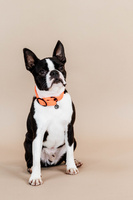 Obroża dla psa Kentucky Dogwear Rubber