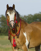 Kantar sznurkowy z wodzami i cordeo QHP Liberty