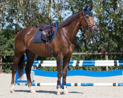 Czaprak wszechstronny QHP Florence