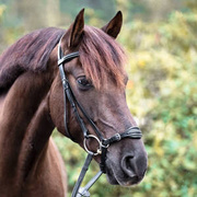 Ogłowie Kavalkade Levana