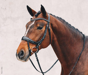 Ogłowie anatomiczne Schockemöhle Sports Equitus Beta