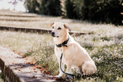 Obroża dla psa Kentucky Dogwear Plaited Nylon