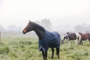 Derka padokowa Kentucky Horsewear Comfort 100g