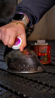 Olej do kopyt z brokatem KEVIN BACON'S Hoof Dressing Glitter