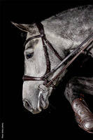 Ogłowie anatomiczne bezwędzidłowe Schockemöhle Sports Equitus Theta