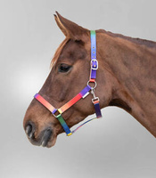 Kantar Waldhausen Rainbow