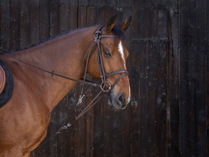 Gog skórzany Riding World