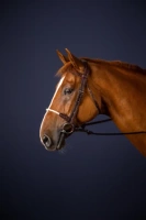 Ogłowie ze sznurkowym nachrapnikiem Dy'on New English Collection NEAAAF