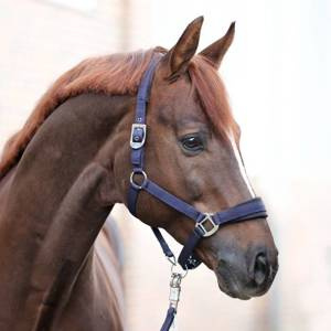 Kantar Kavalkade Classic Simple