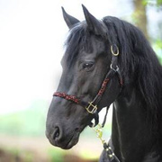 Kantar skórzano-sznurkowy Kavalkade Tessa