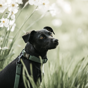 Obroża dla psa Kentucky Dogwear Lizard