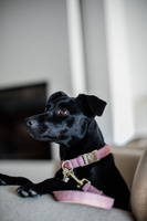 Obroża dla psa Kentucky Dogwear Wool
