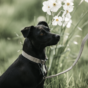 Obroża dla psa Kentucky Dogwear Lizard
