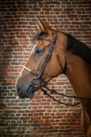 Ogłowie ze sznurkowym nachrapnikiem Dy'on D Collection DYAAAF