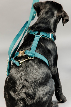 Szelki dla psa Kentucky Dogwear Loop Velvet