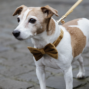 Kokarda do obroży dla psa Kentucky Dogwear Velvet