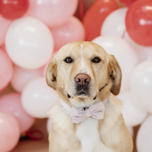 Kokarda do obroży dla psa Kentucky Dogwear Velvet