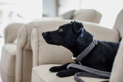 Obroża dla psa Kentucky Dogwear Wool