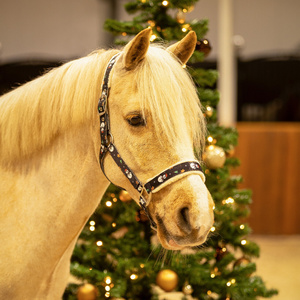Kantar z futrem QHP Christmas