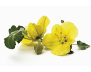 Wiesiołek nasiona EQUIHERBS 