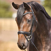 Ogłowie z nachrapnikiem kombinowanym Kavalkade Diana