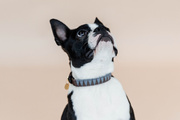 Obroża dla psa Kentucky Dogwear Triangle